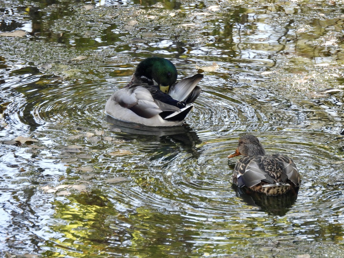 Mallard - ML642921840