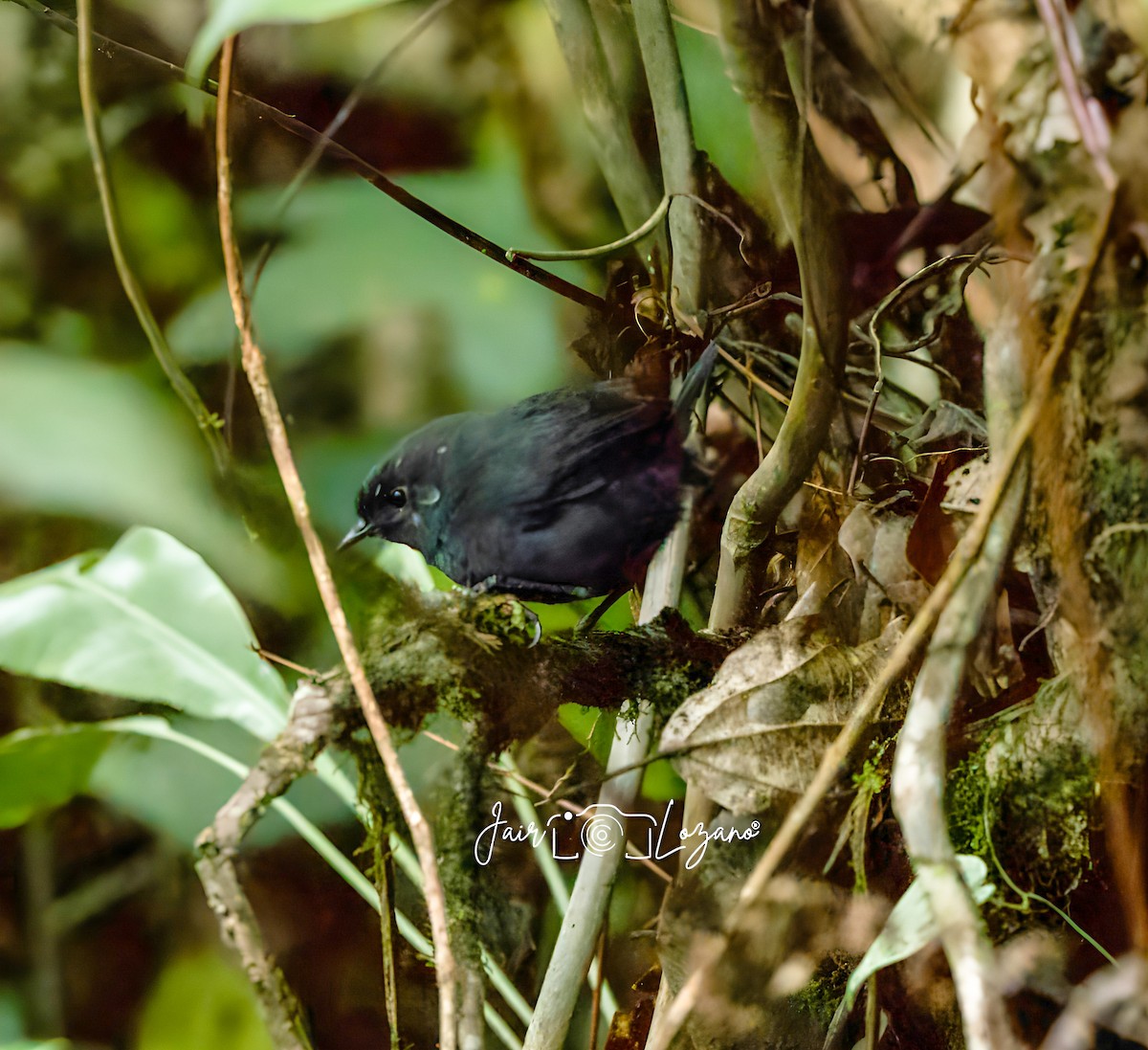 Blackish Tapaculo - ML642921846