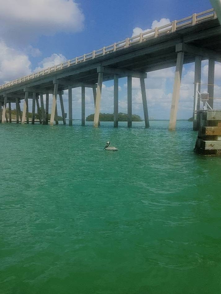 Brown Pelican - ML642921860