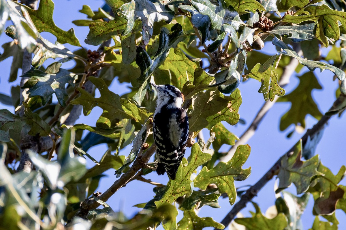 セジロコゲラ（pubescens／medianus） - ML642921863