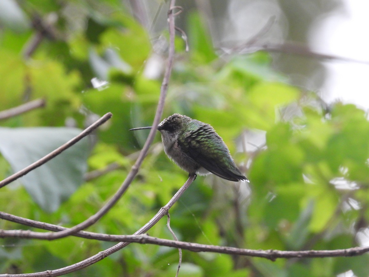 Colibri à gorge rubis - ML642921877