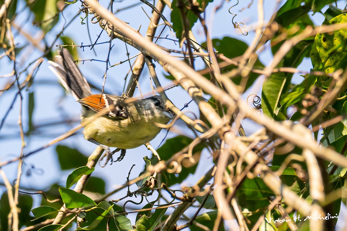 Rufous-margined Antwren - ML642921882