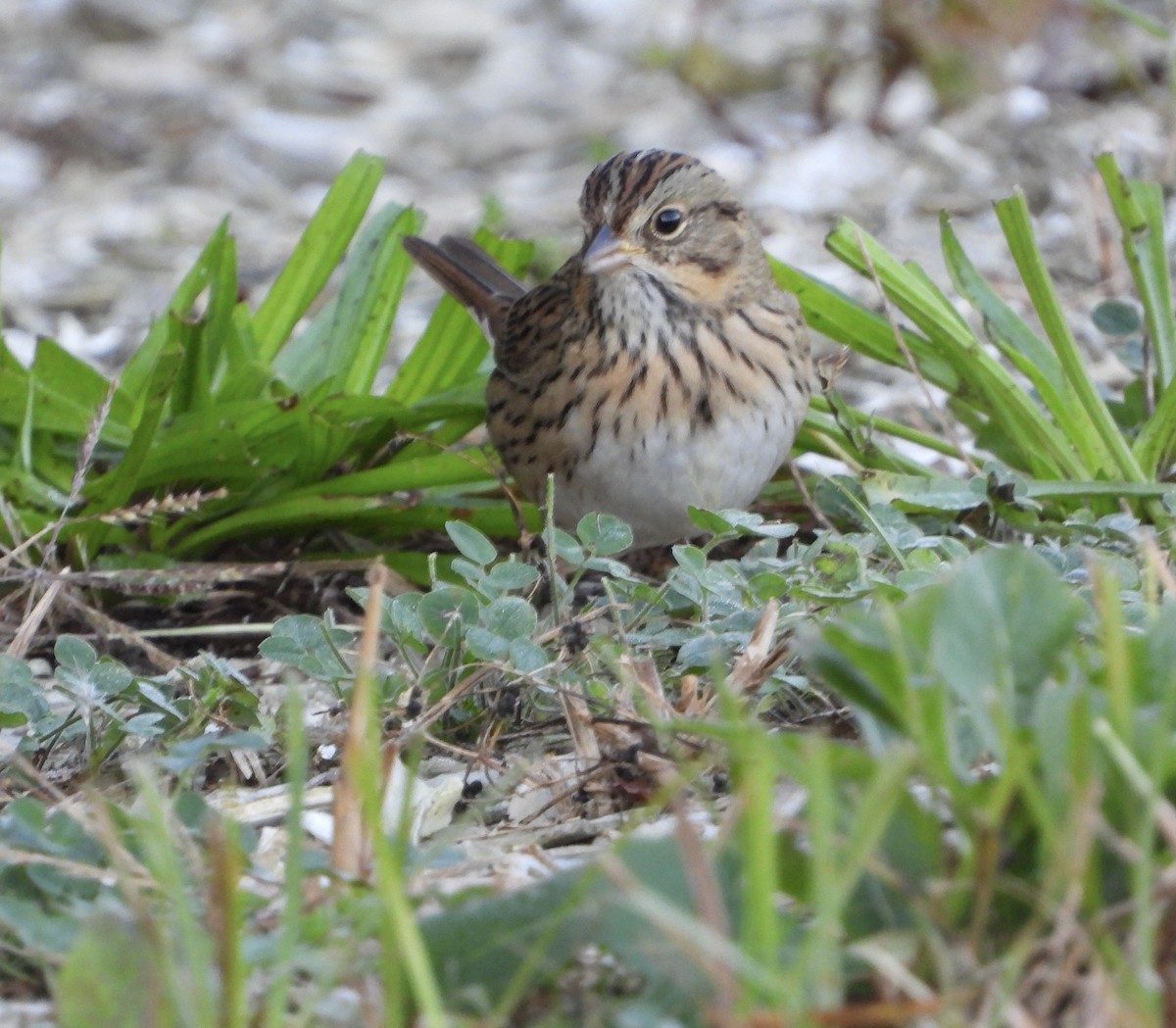 Lincoln's Sparrow - ML642921886