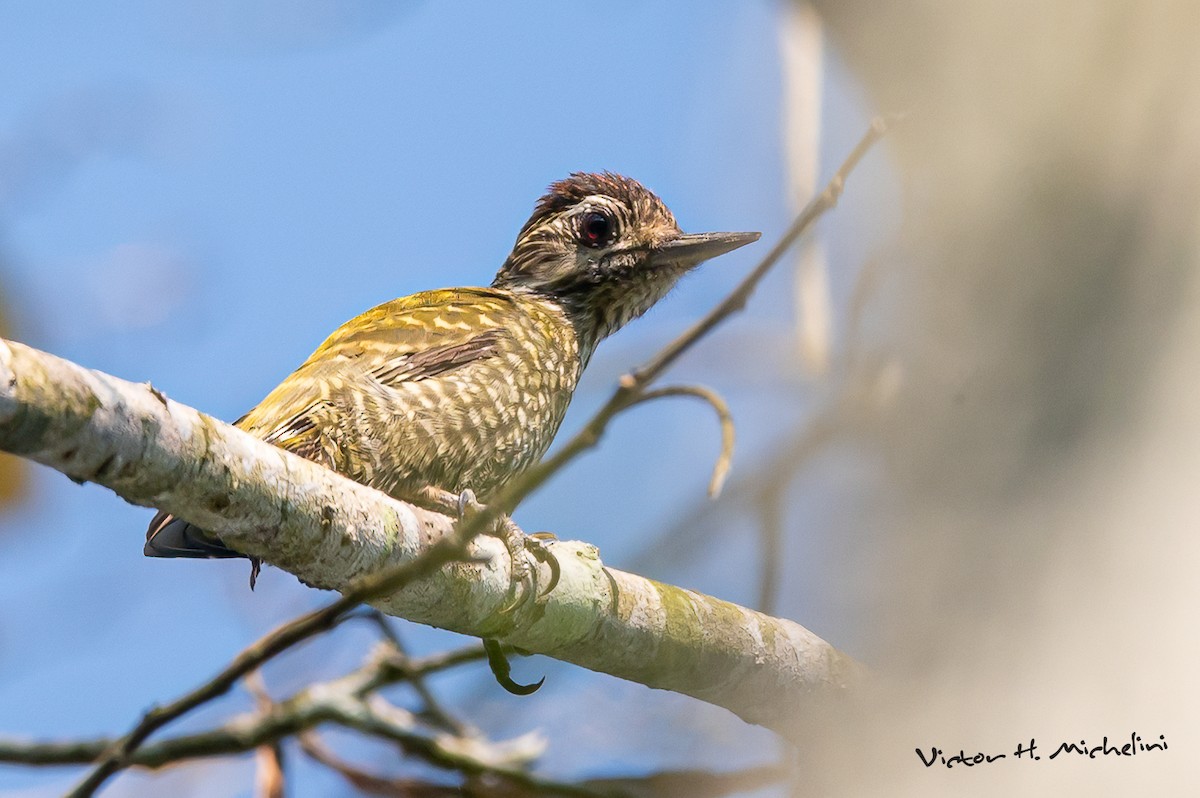 White-spotted Woodpecker - ML642921890