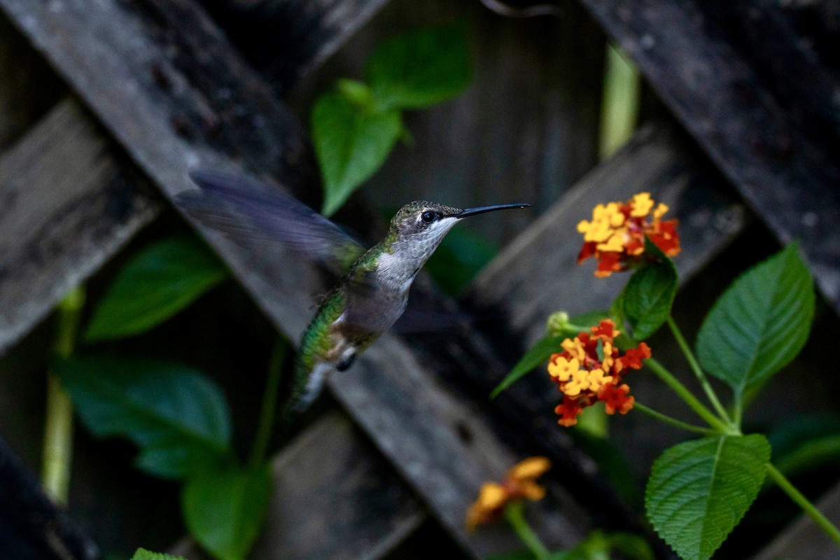 Colibri à gorge rubis - ML642921896
