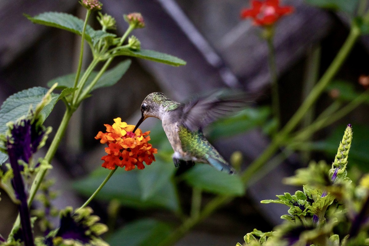 Colibri à gorge rubis - ML642921897