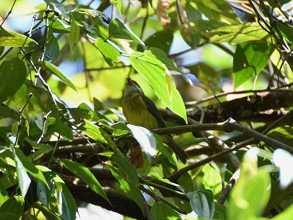 Yellow-bellied Gerygone - ML642921941