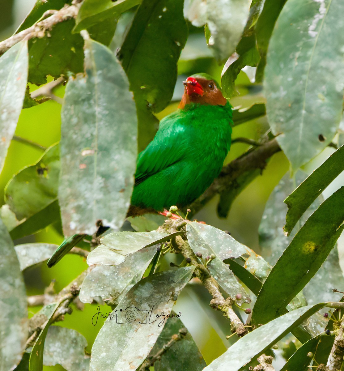 Grass-green Tanager - ML642921944