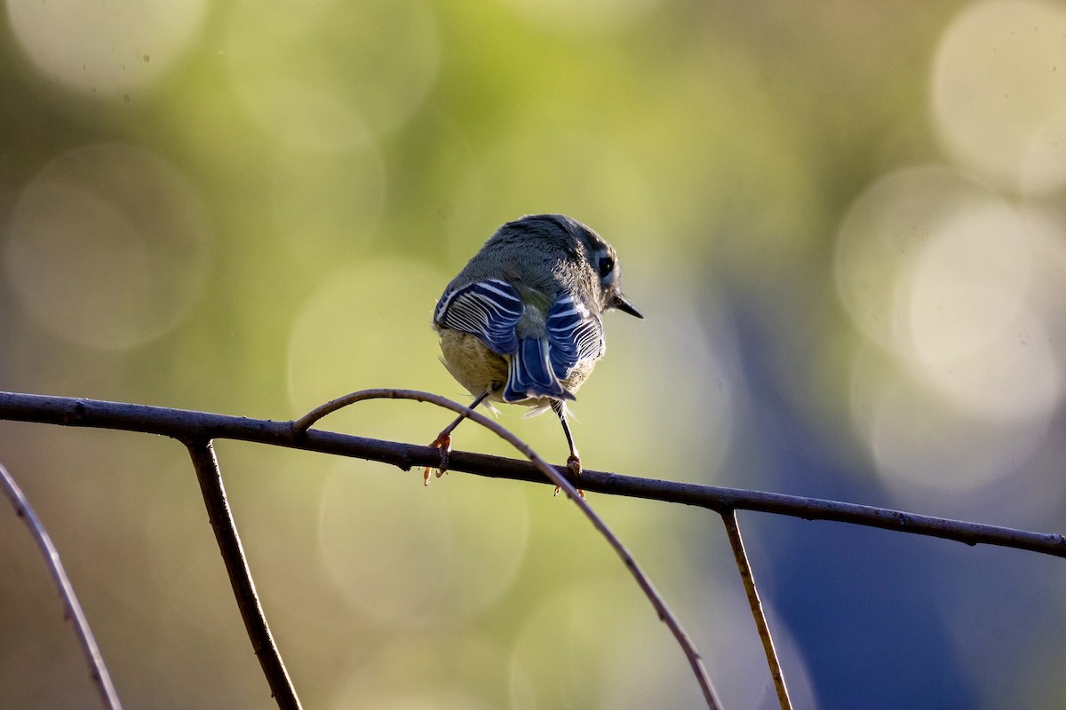 Ruby-crowned Kinglet - ML642921959
