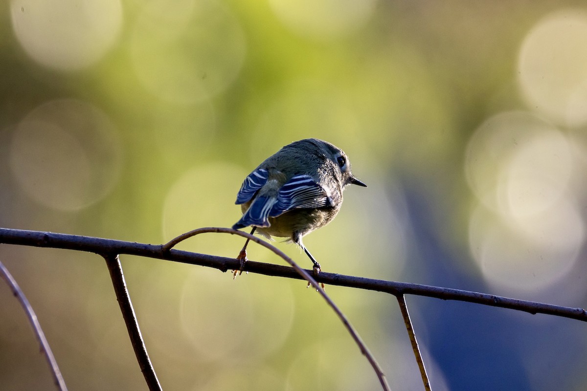 Ruby-crowned Kinglet - ML642921960