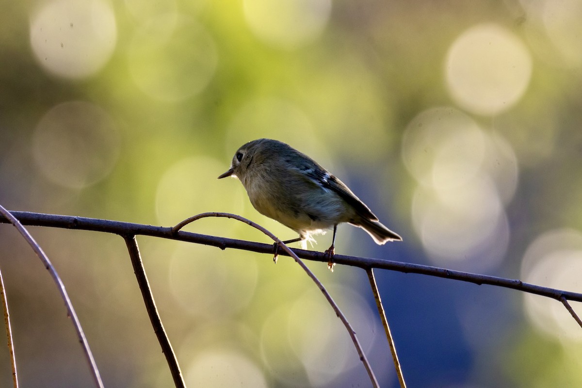 Ruby-crowned Kinglet - ML642921961
