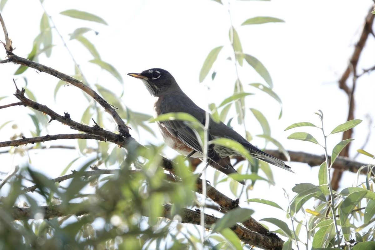 American Robin - ML642921962