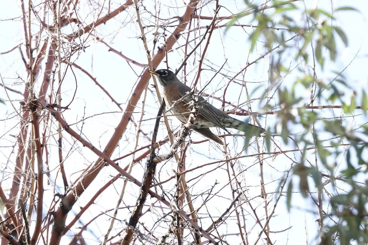 American Robin - ML642921963