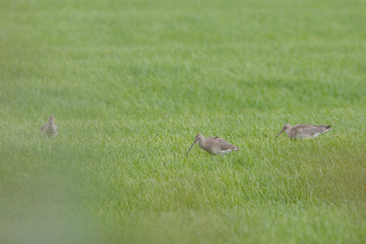 Eurasian Curlew - ML642921971