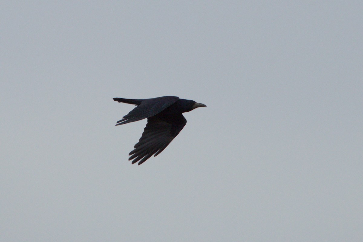 Rook - ML642921978