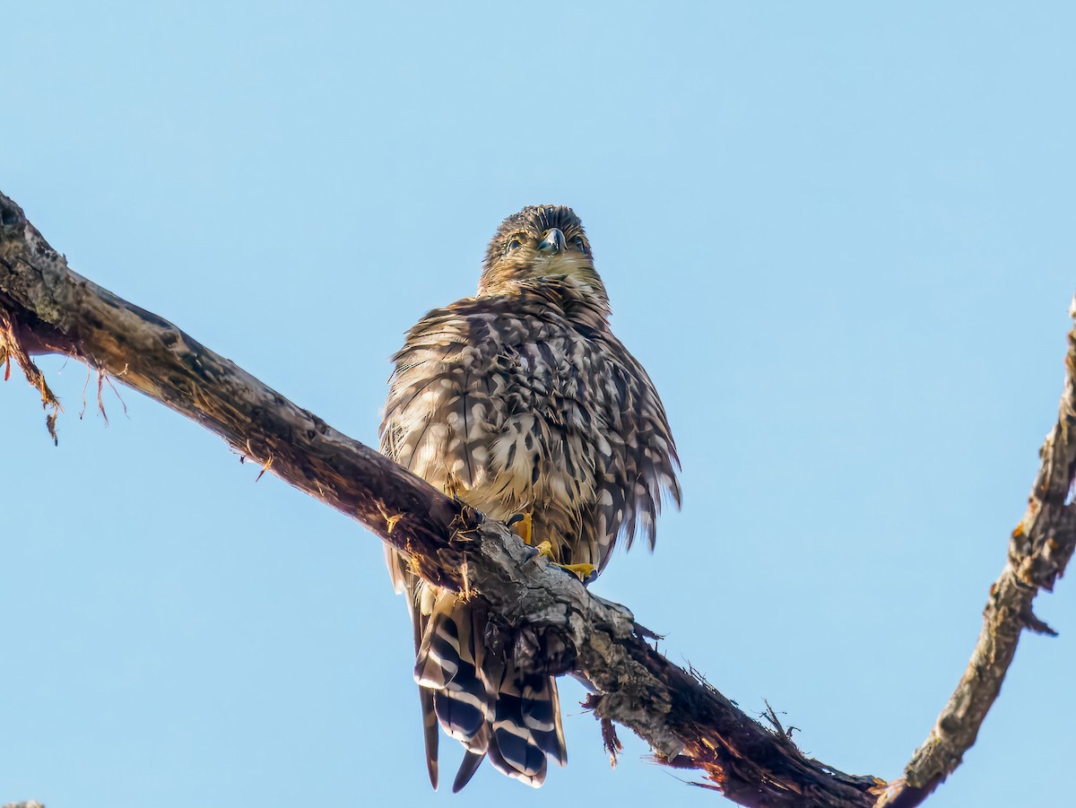 Merlin - ML642921989