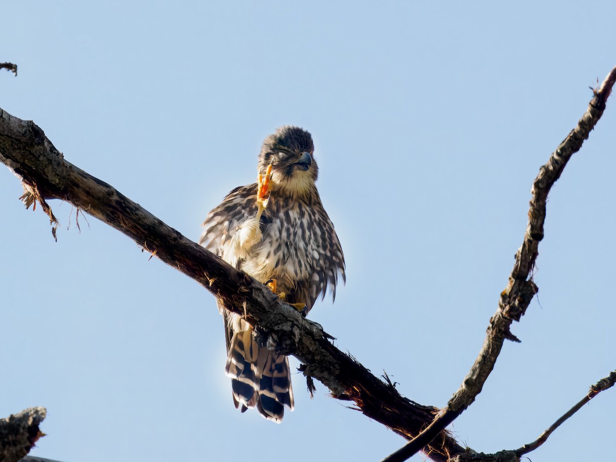 Merlin - ML642921992