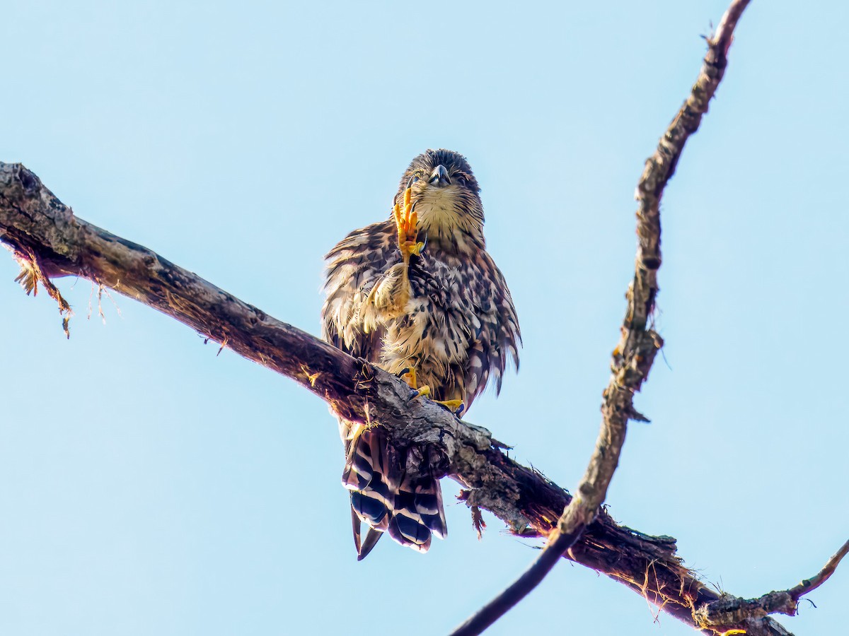 Merlin - ML642921997