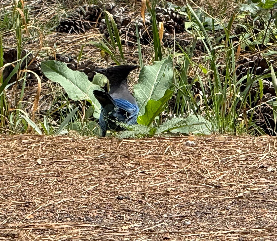 Steller's Jay - ML642921998
