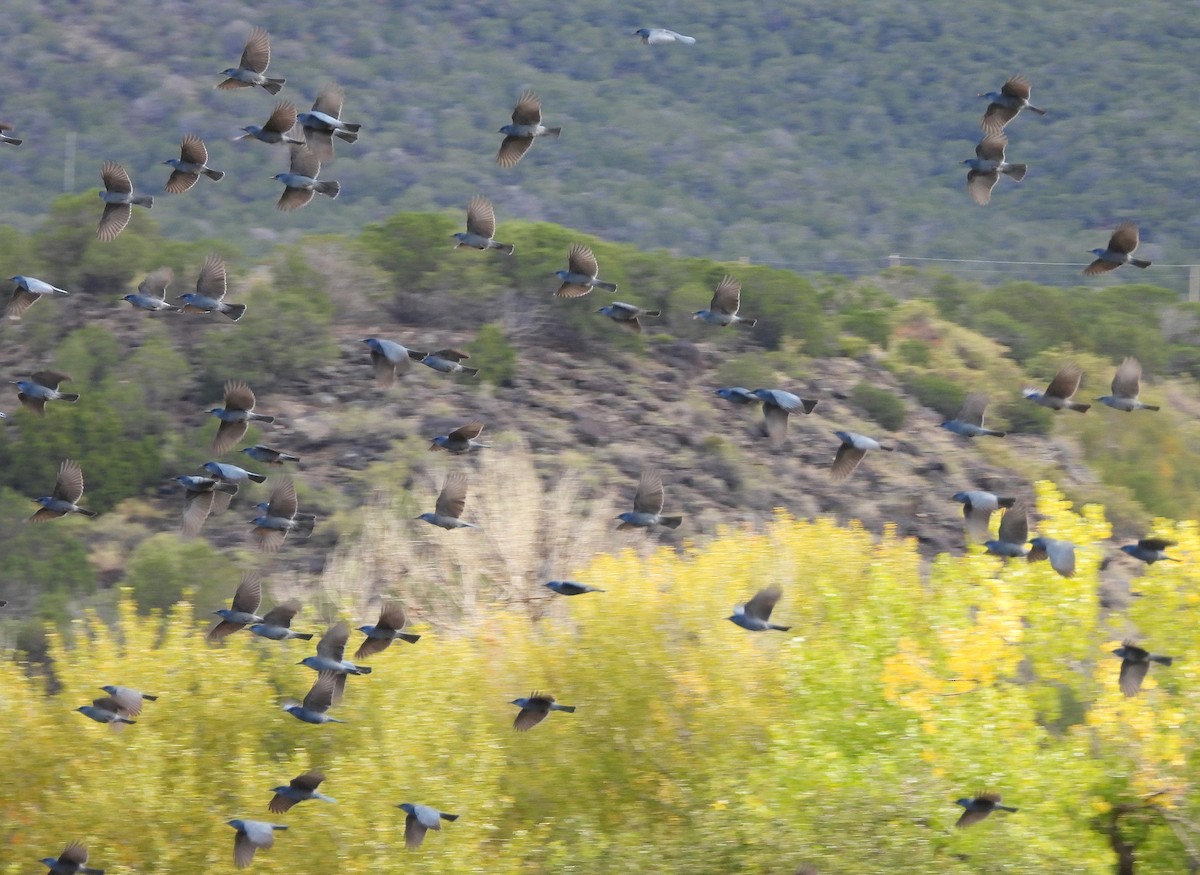 Pinyon Jay - ML642921999