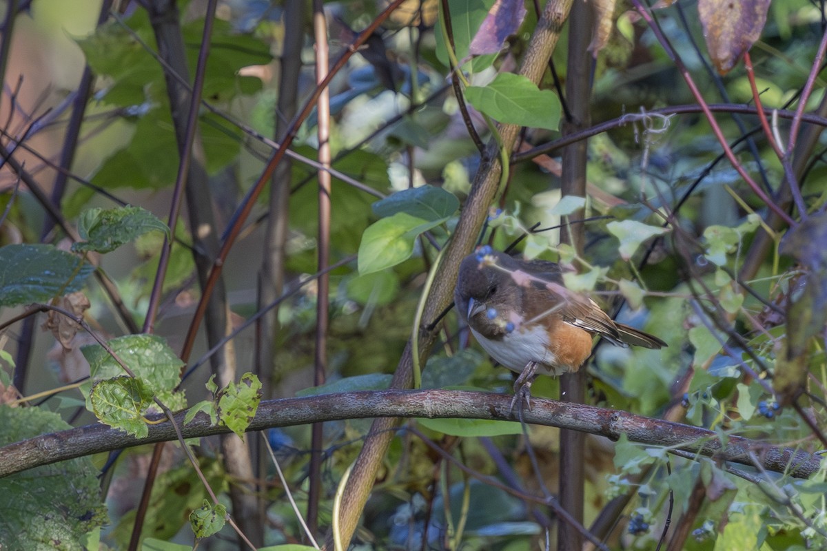 Eastern Towhee - ML642922000