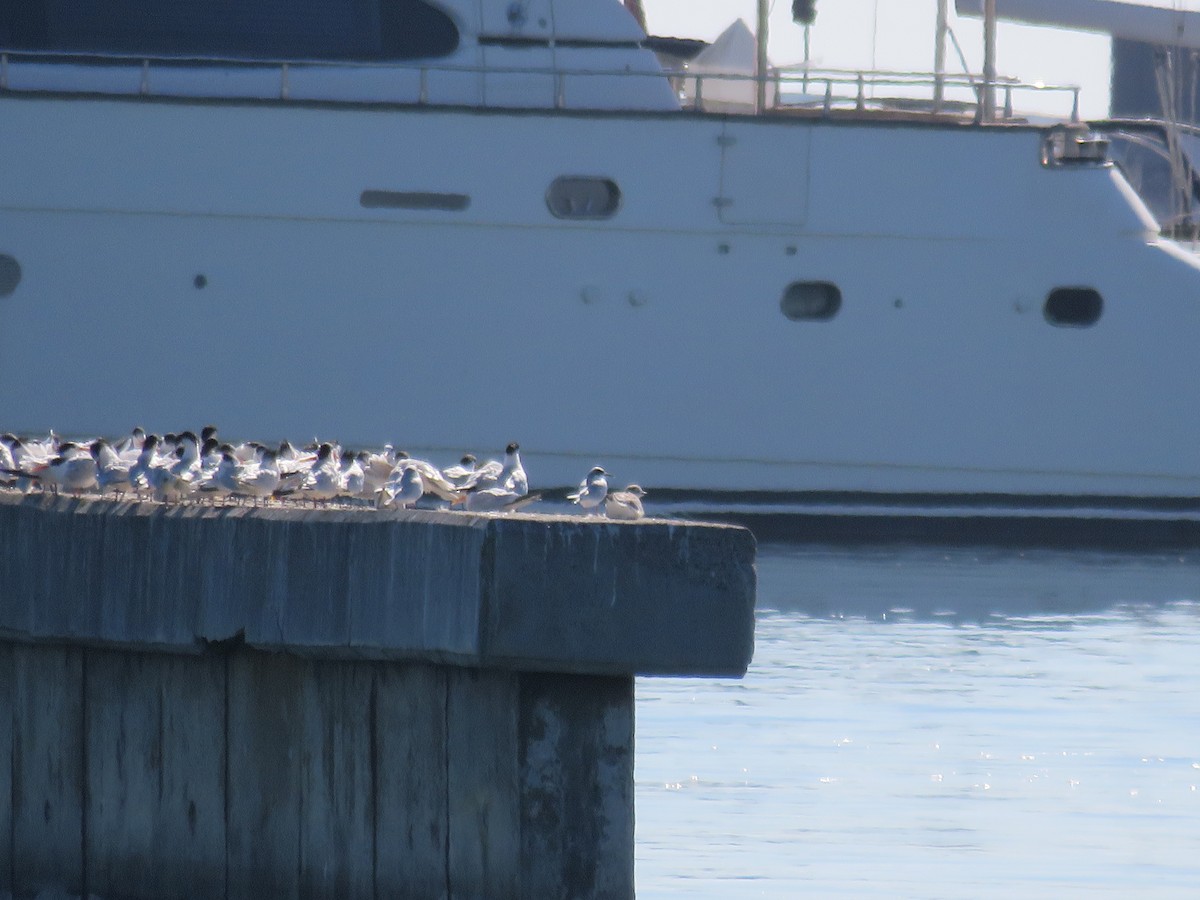 Sabine's Gull - ML642922001