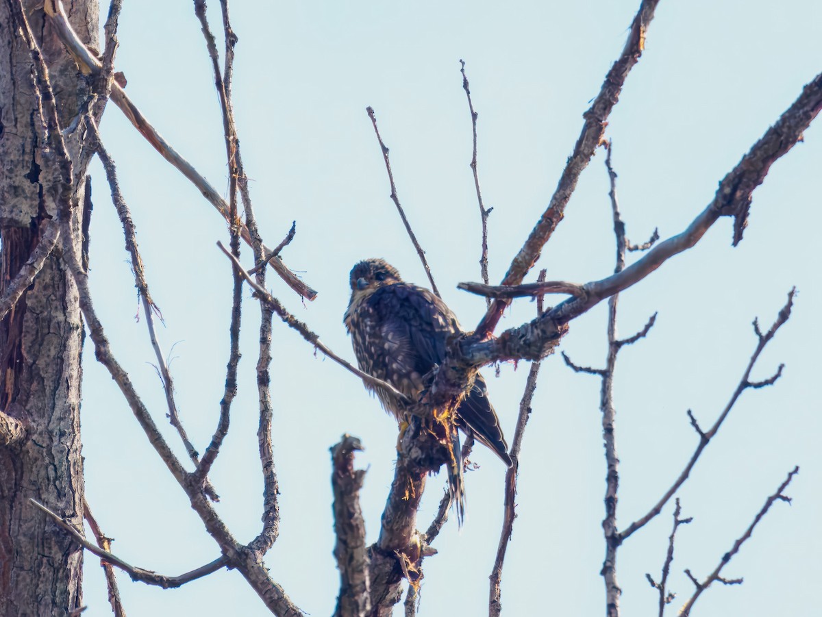 Merlin - ML642922003