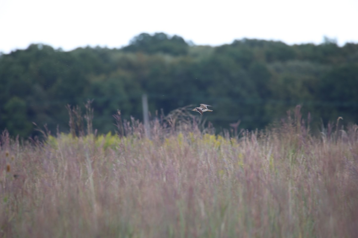 Upland Sandpiper - ML642922004