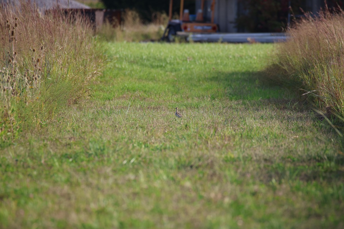Upland Sandpiper - ML642922005