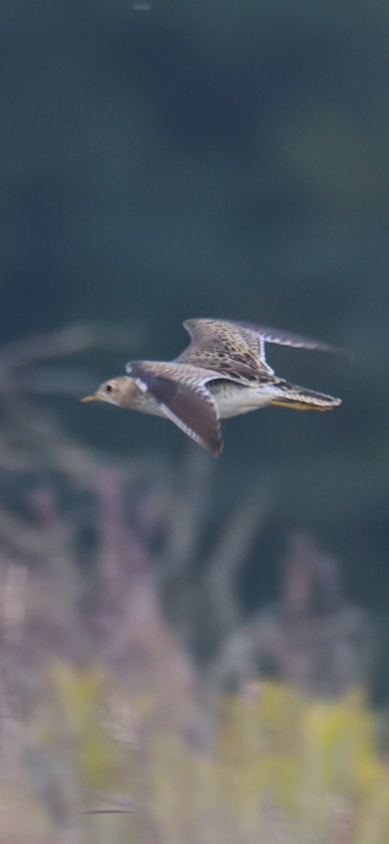 Upland Sandpiper - ML642922006