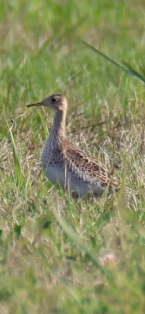 Upland Sandpiper - ML642922007