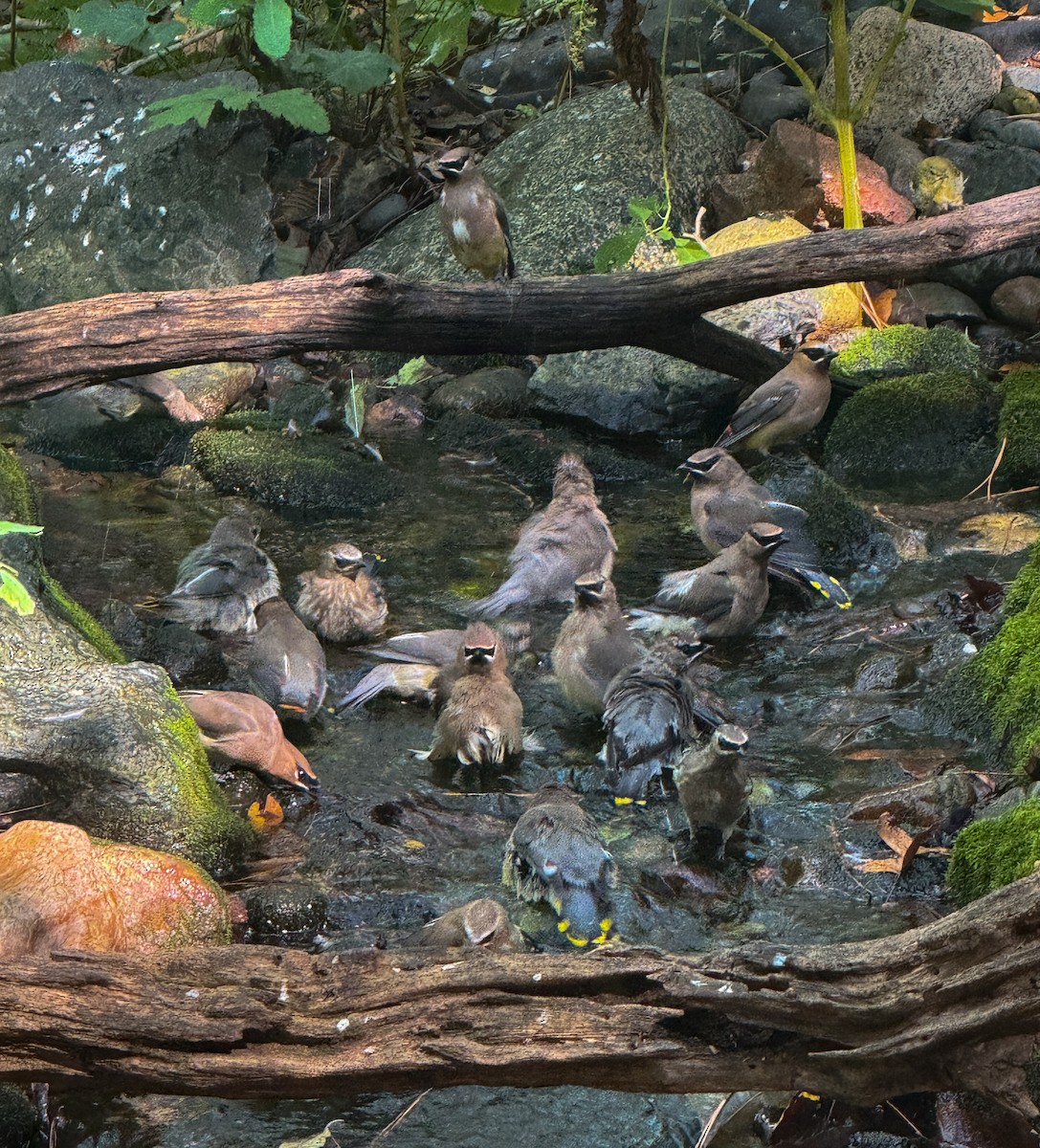 Cedar Waxwing - ML642922012