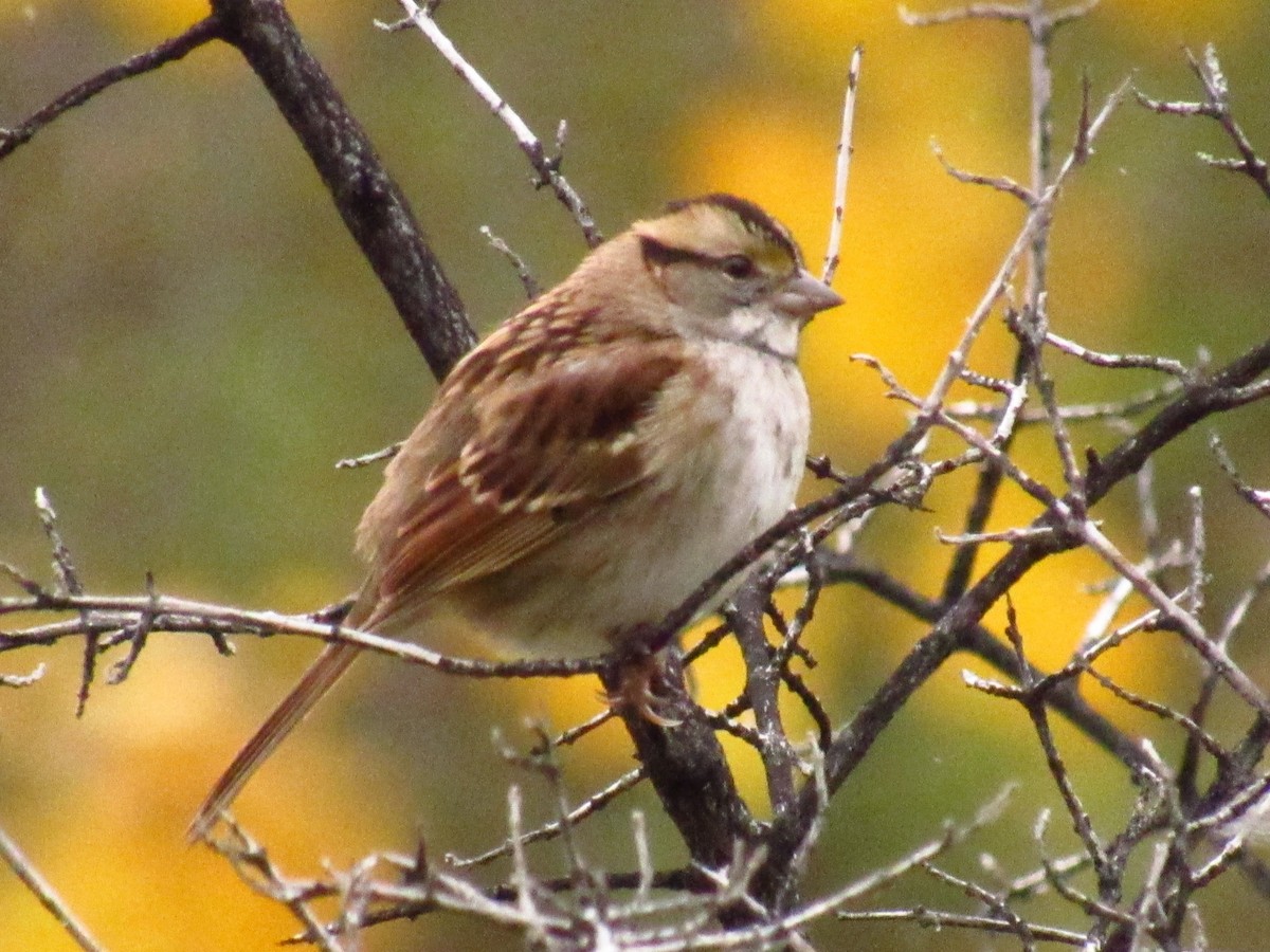 White-throated Sparrow - ML642922013