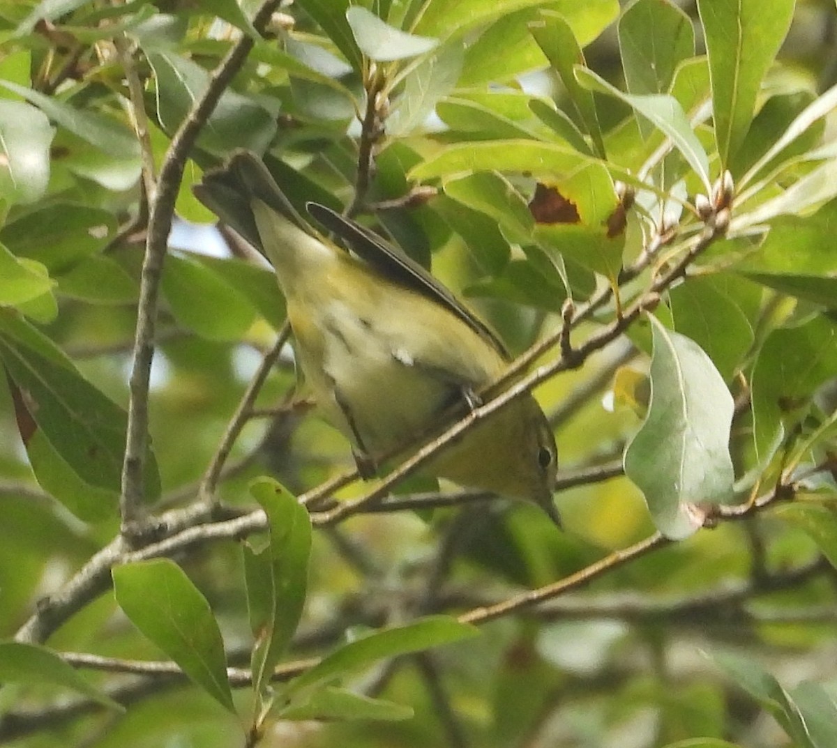 Tennessee Warbler - ML642922014