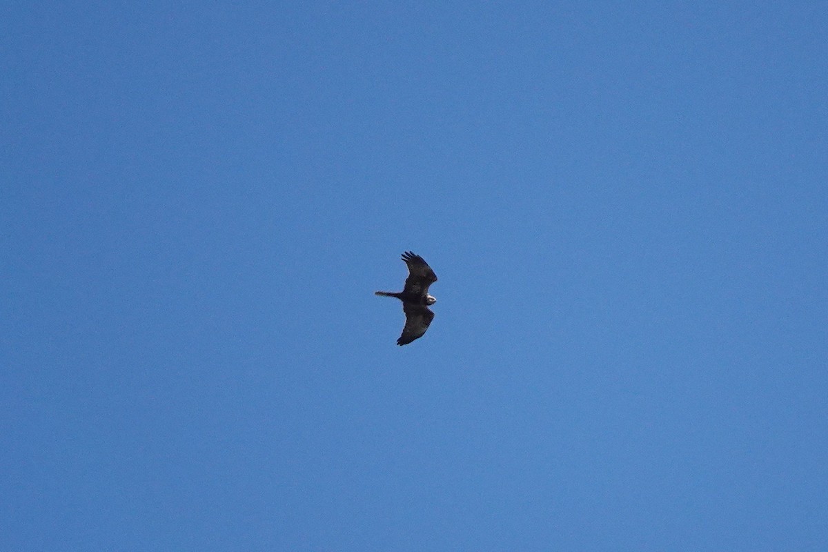 Western Marsh Harrier - ML642922015