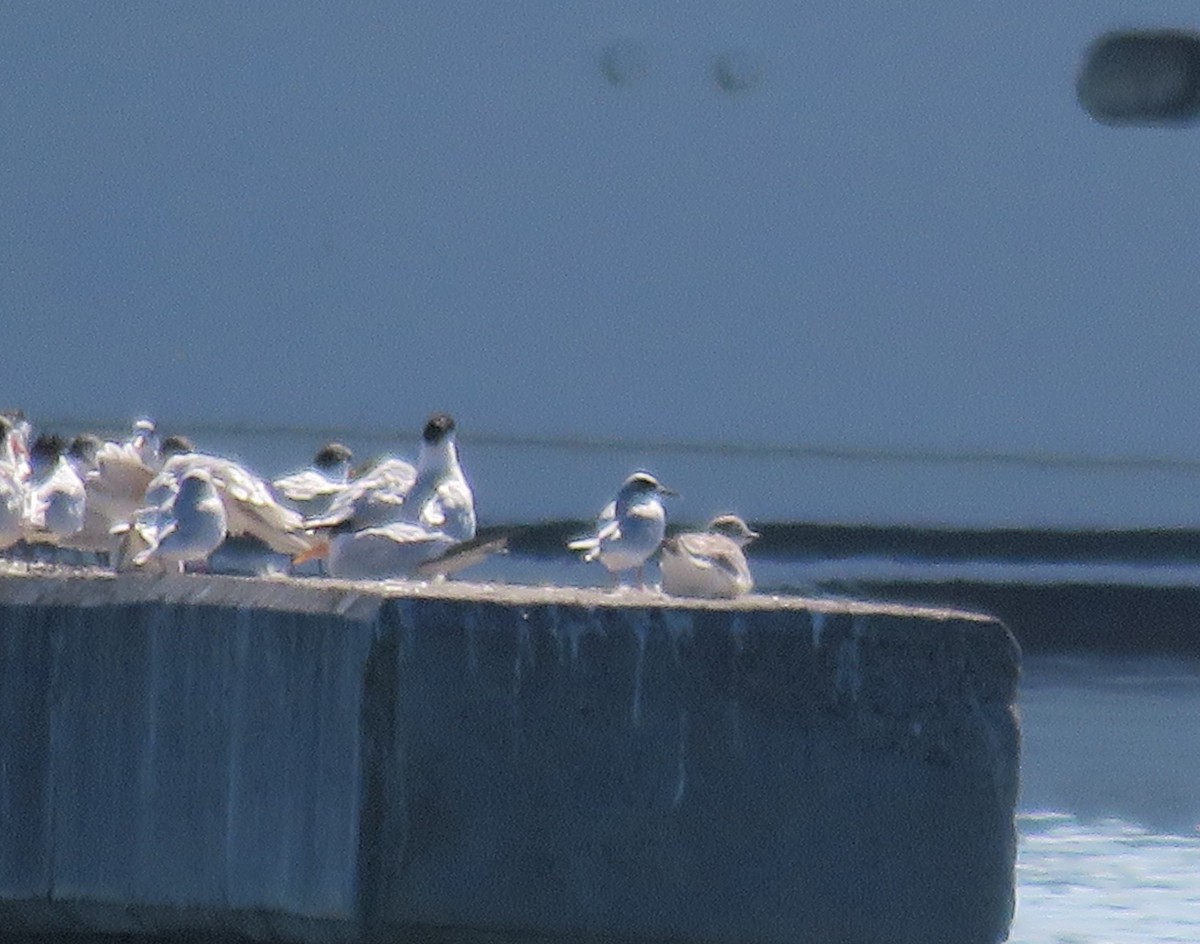 Sabine's Gull - ML642922017