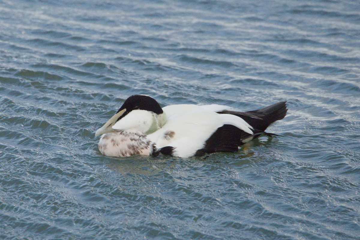 Common Eider - ML642922018