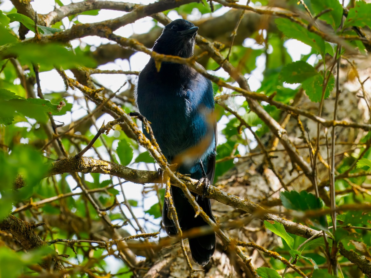 Steller's Jay - ML642922019