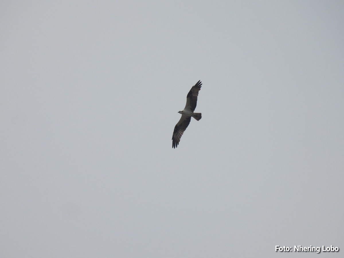 Osprey - ML642922020