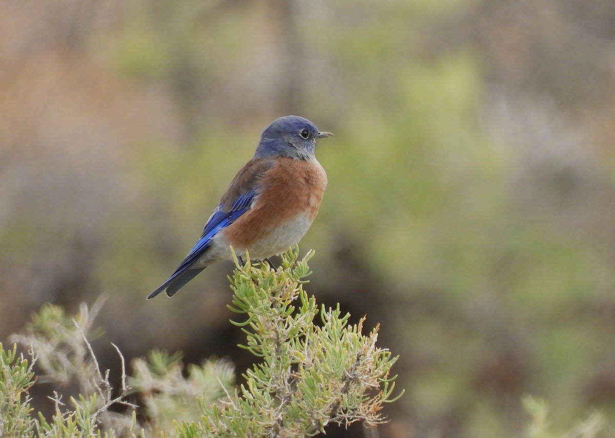 Western Bluebird - ML642922022