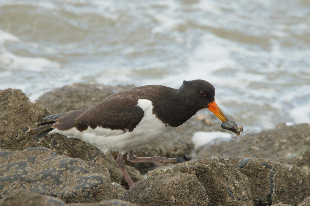 Eurasian Oystercatcher - ML642922023