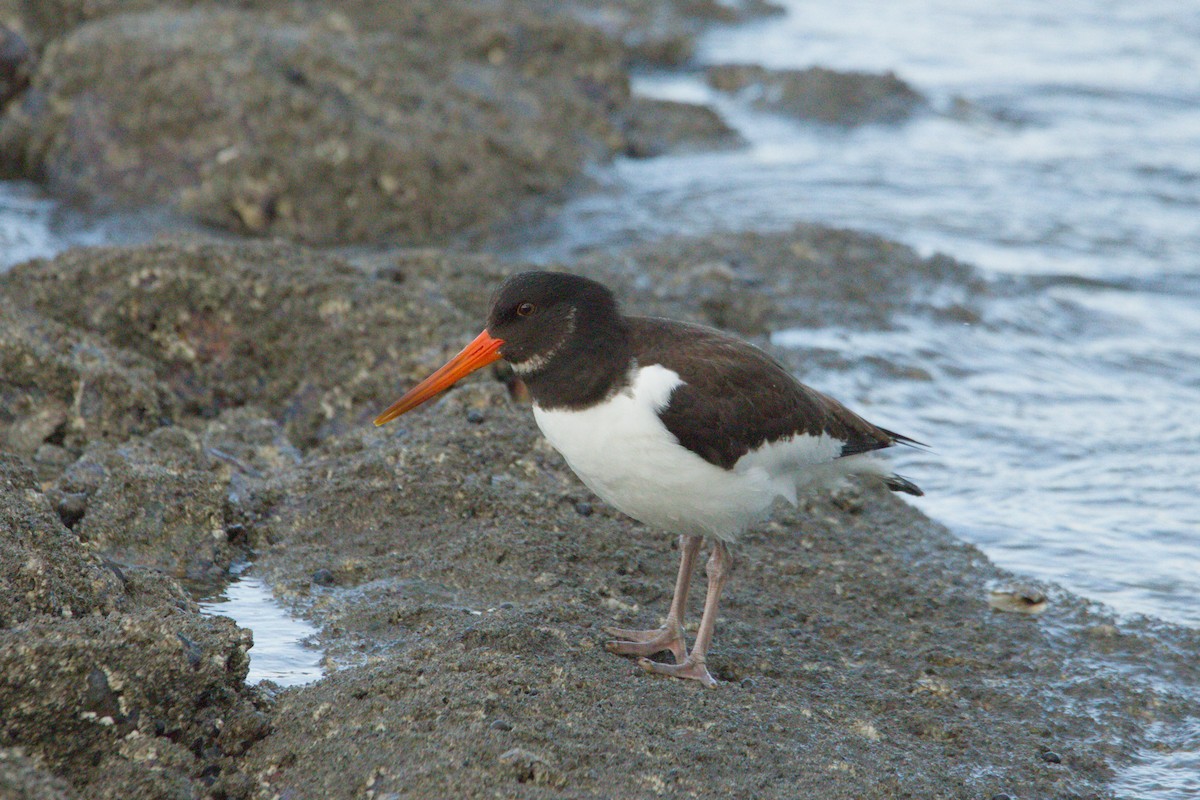 Eurasian Oystercatcher - ML642922024