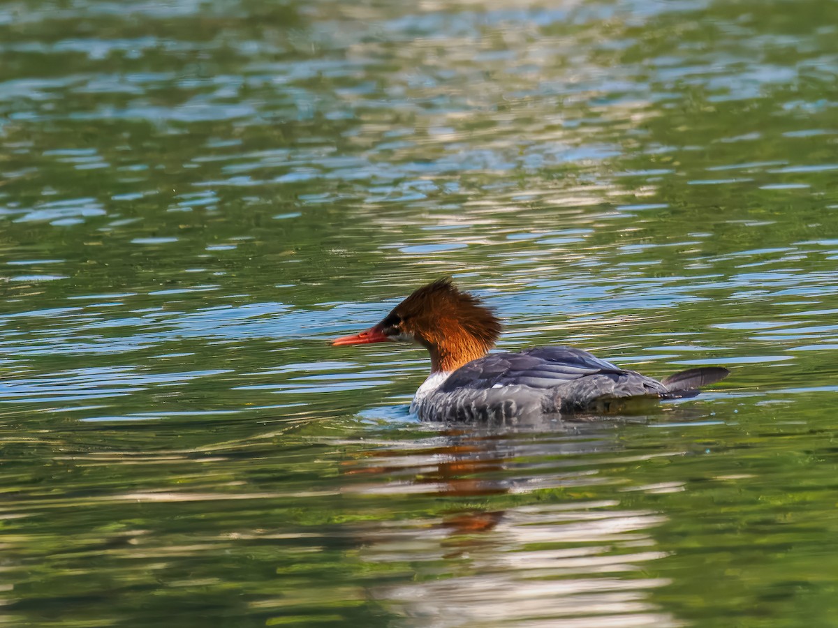 Common Merganser - ML642922025