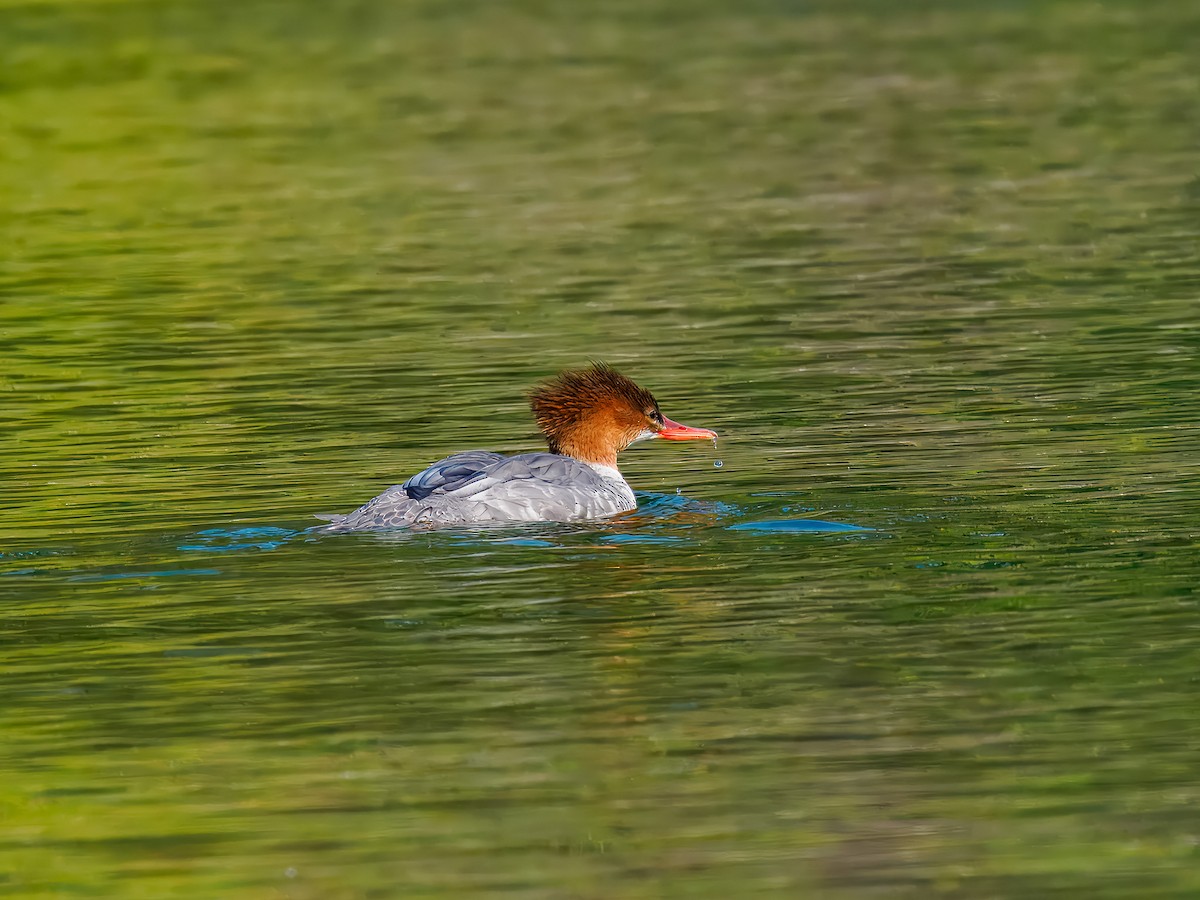 Common Merganser - ML642922026