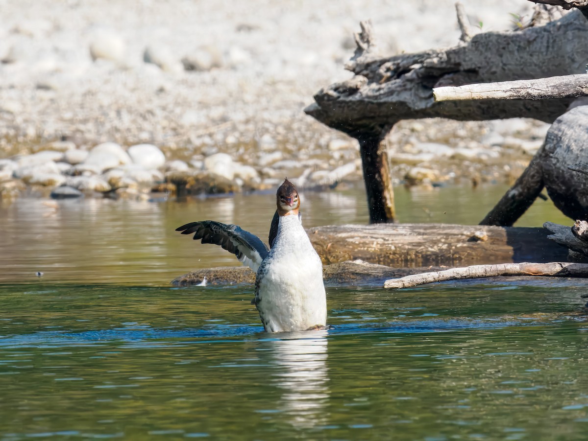 Common Merganser - ML642922027