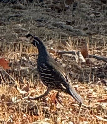 California Quail - ML642922028