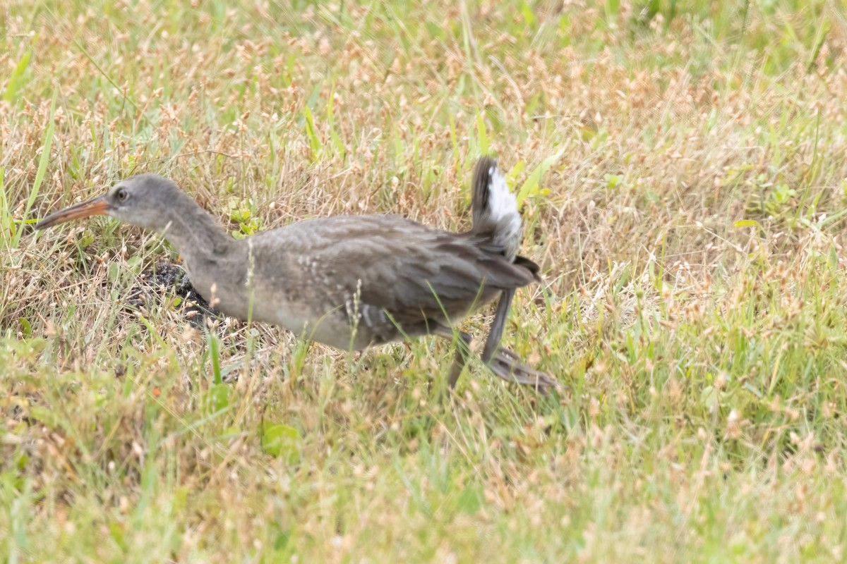 Clapper Rail - ML642922037