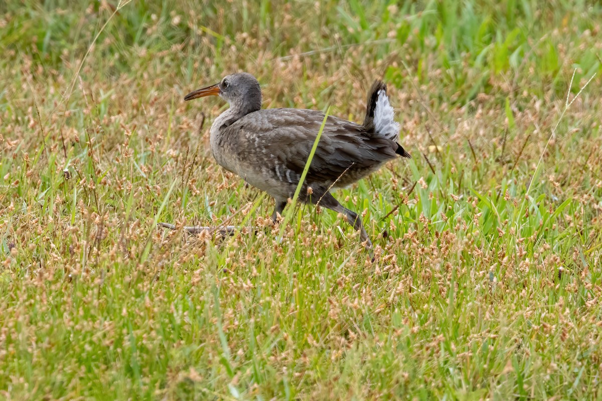 Clapper Rail - ML642922039