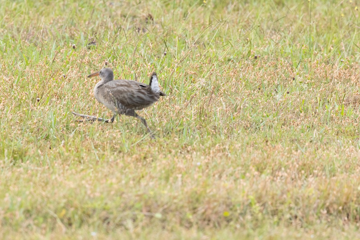 Clapper Rail - ML642922040