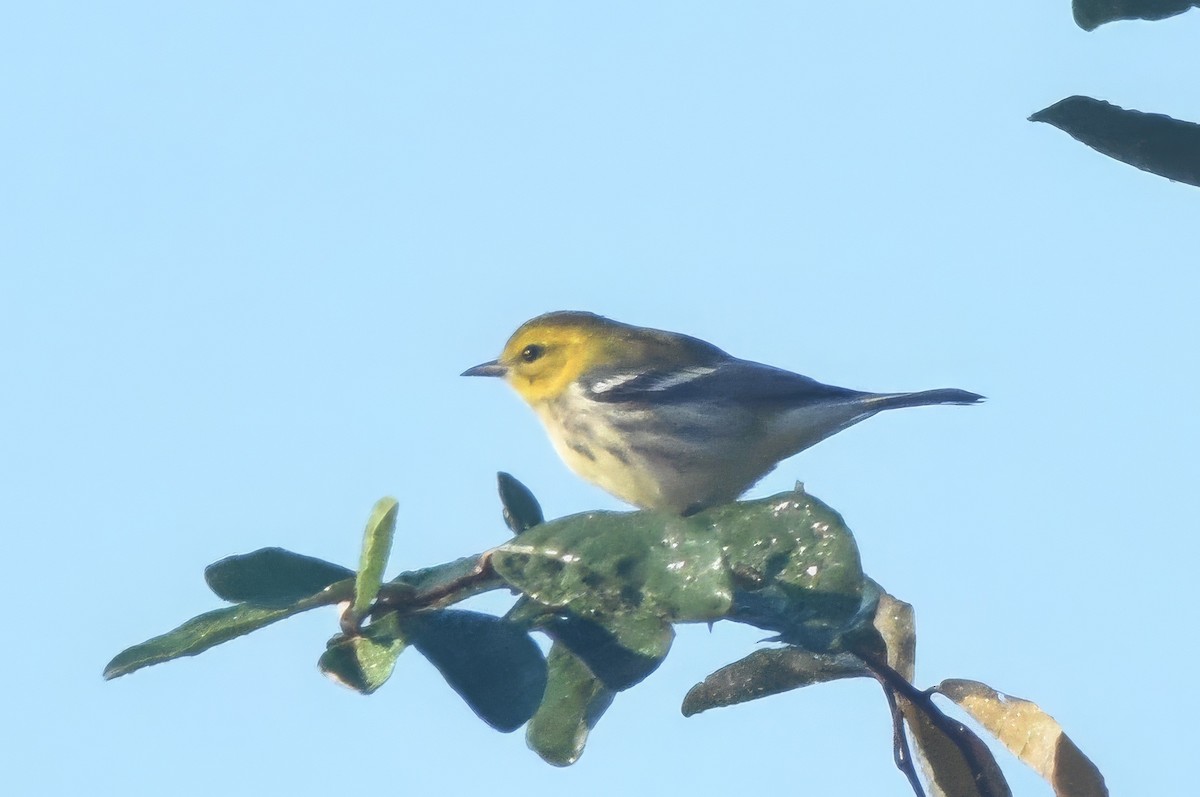 Black-throated Green Warbler - ML642922041